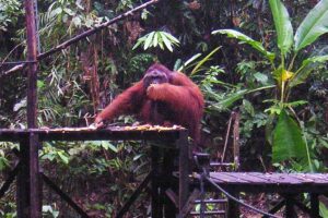 Orangutang på Borneo.