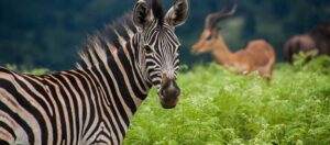 zebra och antilop