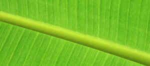 detalj av ett bananblad