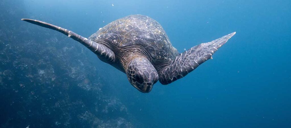undervattensbild på havssköldpadda