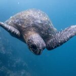 undervattensbild på havssköldpadda