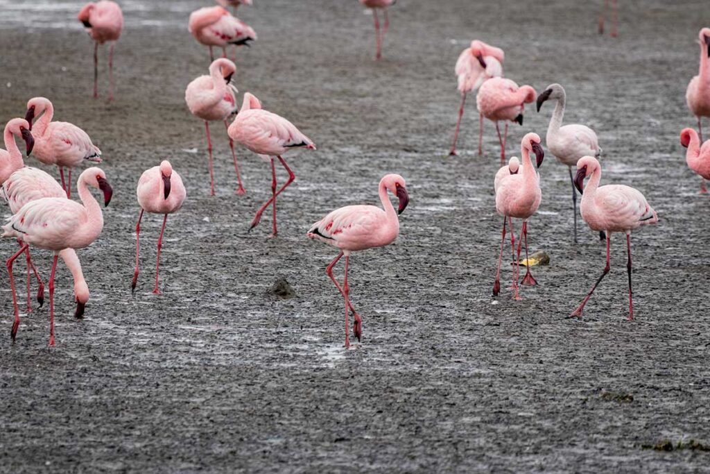 rosa flamingor som står på grå våtmark