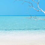 vit sandstrand, vitt träd och blått vatten