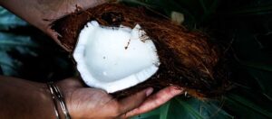 öppnad kokosnöt mellan två händer
