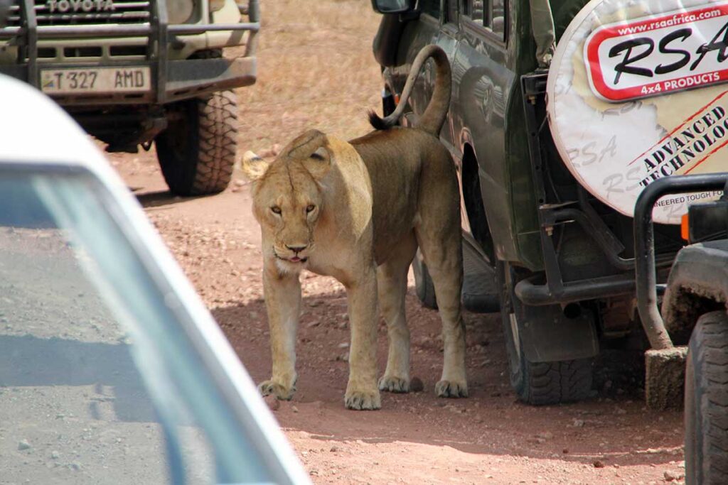 ett lejon mellan fordon