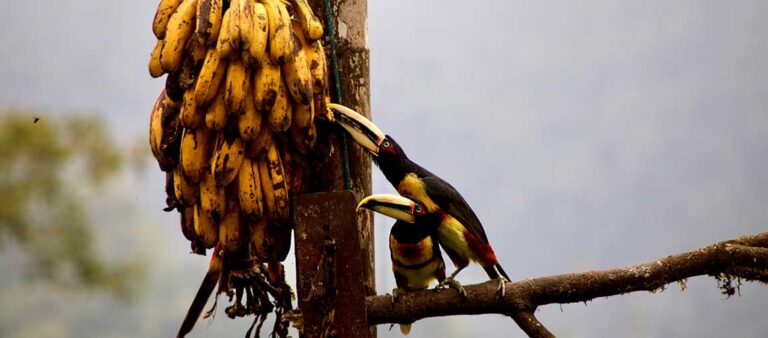 två tukaner sitter på en gren och äter av en klase bananer