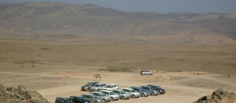 kamel och bilar på en parkeringsplats i öknen