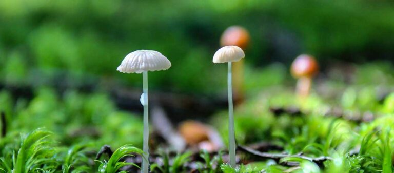 svampar och mossa på marken i skogen