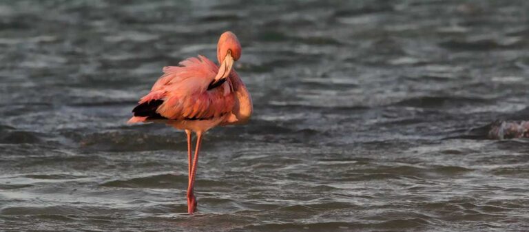 flamingo som står i vattnet