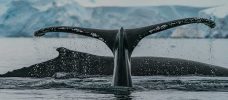 svarta valar i havet framför isberg