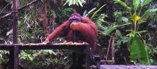 Orangutang på Borneo.