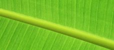 detalj av ett bananblad