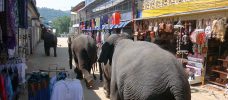 elefanter som tågar på en marknadsgata