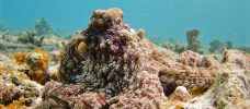 brun bläckfisk under vattnet
